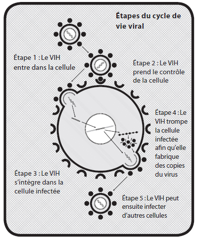 image du cycle de vie du VIH